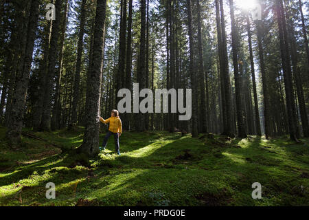 Ragazzo giovane toccando Tall Pine Tree nella foresta incantata Foto Stock