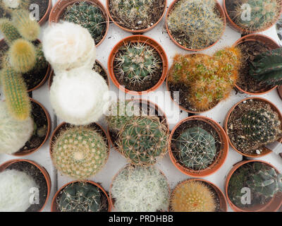 Assortimento di diverse piccole piante di cactus in vasi di plastica su un bianco caricamento del vassoio Foto Stock
