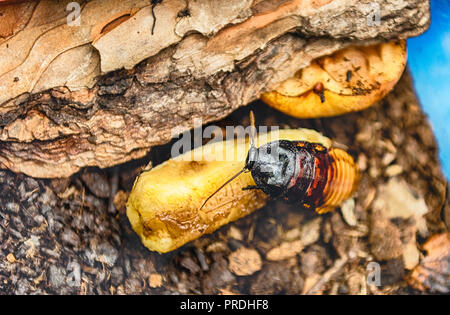 Madagascar scarafaggio sibilante aka Gromphadorina Portentosa mentre mangia una banana. Si tratta di uno dei più grandi specie di scarafaggi Foto Stock