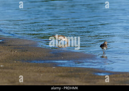 Di Temminck stint (Calidris temminckii). Regione di Mosca, Russia. Foto Stock