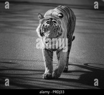 Matkasur (Tiger) passeggiare a Tadoba parco nazionale come royalty, India Foto Stock