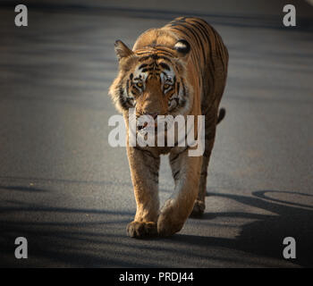 Matkasur (Tiger) passeggiare a Tadoba parco nazionale come royalty, India Foto Stock