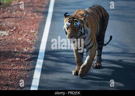 Matkasur (Tiger) passeggiare a Tadoba parco nazionale come royalty, India Foto Stock