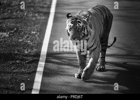 Matkasur (Tiger) passeggiare a Tadoba parco nazionale come royalty, India Foto Stock