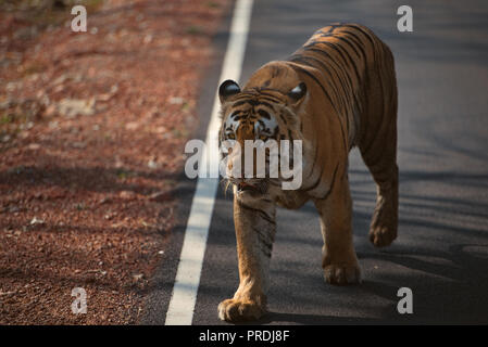 Matkasur (Tiger) passeggiare a Tadoba parco nazionale come royalty, India Foto Stock