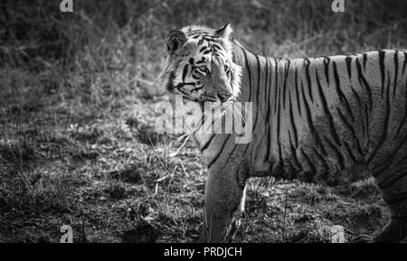 Matkasur (Tiger) passeggiare a Tadoba parco nazionale come royalty, India Foto Stock