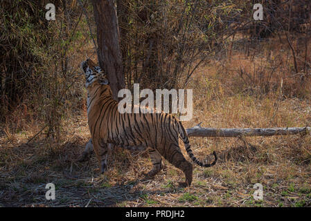 Matkasur (Tiger) passeggiare a Tadoba parco nazionale come royalty, India Foto Stock