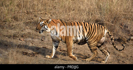 Matkasur (Tiger) passeggiare a Tadoba parco nazionale come royalty, India Foto Stock