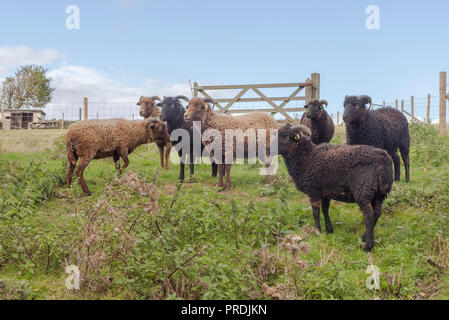 Ouessant Pecore, una razza rara di patrimonio ovino originariamente dall'isola di Ouessant in Bretagna. Foto Stock