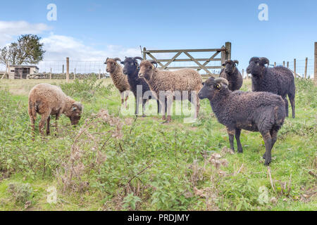 Ouessant Pecore, una razza rara di patrimonio ovino originariamente dall'isola di Ouessant in Bretagna. Foto Stock