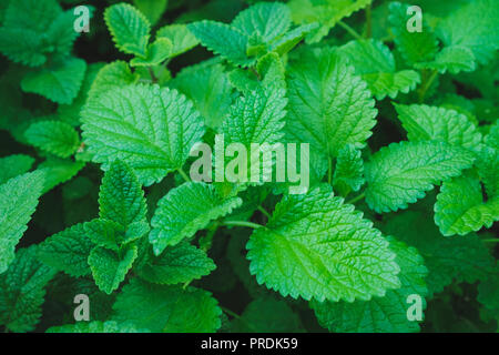 Balsamo fresco vegetali - Melissa giardino di erbe - Foto Stock