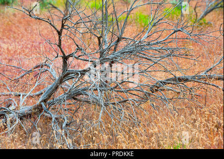 Close up della vegetazione naturale si possono vedere in John Day Fossil Beds National Park in Oregon. Foto Stock