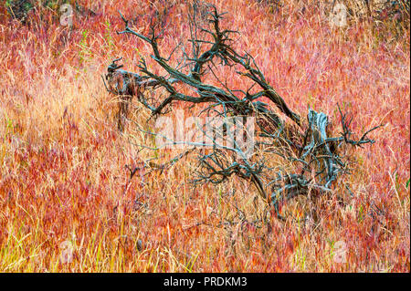 Close up della vegetazione naturale si possono vedere in John Day Fossil Beds National Park in Oregon. Foto Stock