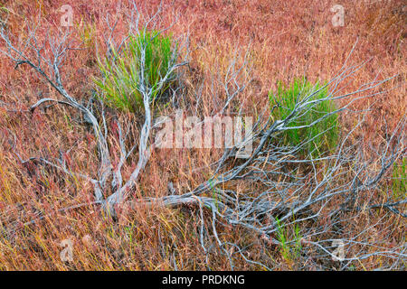 Close up della vegetazione naturale si possono vedere in John Day Fossil Beds National Park in Oregon. Foto Stock