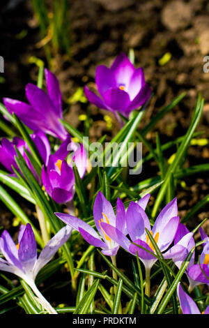 Bella viola di crochi Foto Stock