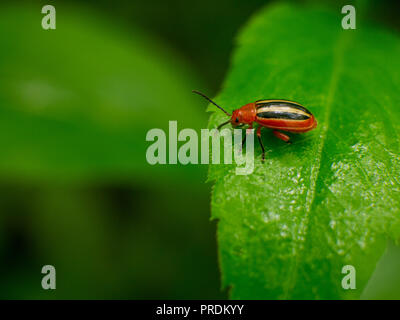 Tre rivestita potato beetle Foto Stock