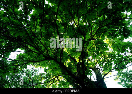 Il sole splende attraverso gli alberi. Rametti scuri su sfondo verde. Luce brillante attraverso le foglie, Indiana Foto Stock