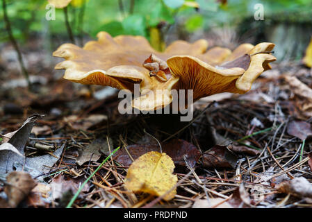 Il tappo del grande fungo ondulata è giallo. Il fungo cresce nella foresta circondato da fronde e di aghi di abete. Nome di funghi Oyster m Foto Stock