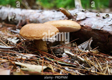 Due funghi con un marrone cappello crebbe accanto ai caduti log. I funghi sono nella foresta circondato da fronde e di aghi di abete. Nome del fungo Lex Foto Stock