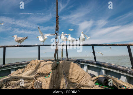 Gabbiani a seguito di un peschereccio da traino adibiti alla pesca di gamberetti del Mare del Nord Foto Stock