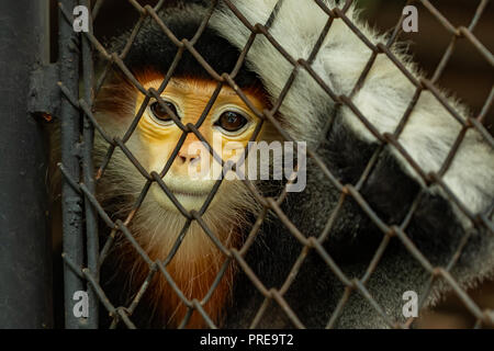 Il rosso-shanked douc langur è nativo per il sud-est asiatico, specificamente la Cambogia, Cina, Laos e Vietnam. Foto Stock