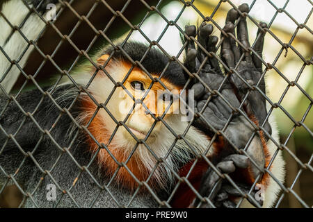 Il rosso-shanked douc langur è nativo per il sud-est asiatico, specificamente la Cambogia, Cina, Laos e Vietnam. Foto Stock