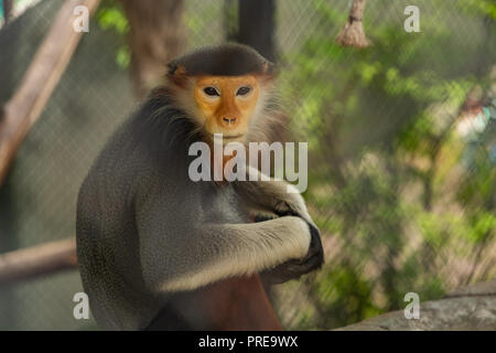 Il rosso-shanked douc langur è nativo per il sud-est asiatico, specificamente la Cambogia, Cina, Laos e Vietnam. Foto Stock