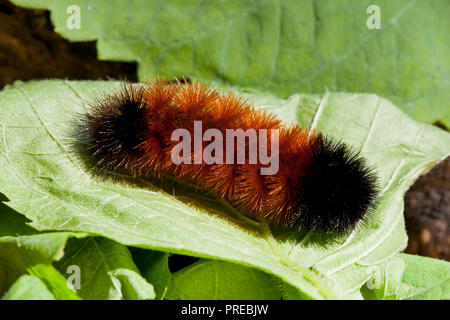 Lanosi Bear caterpillar, Isabella Tiger Moth larva (Pyrrharctia isabella) - Virginia STATI UNITI D'AMERICA Foto Stock