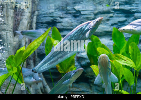 Il siluro o di wels catfish in un acquario privato Foto Stock