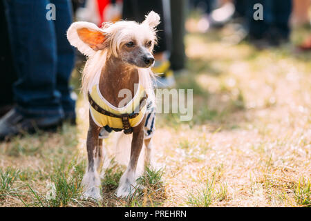 Giovane cinese Crested cane all'aperto sull'erba verde. Glabre razza di cane. Foto Stock