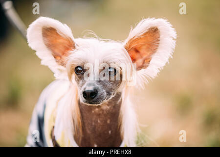 Giovane cinese Crested cane all'aperto sull'erba verde. Glabre razza di cane. Close up ritratto. Foto Stock