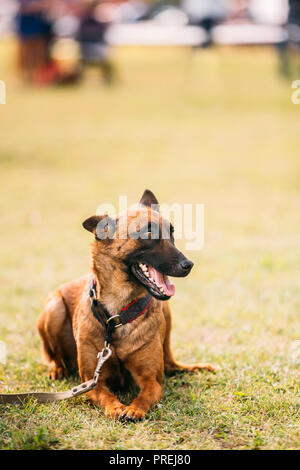 Malinois cane sedersi all'aperto in erba. Ben sollevata e addestrati Sheepdog belga sono attivi, intelligente, amichevole, protettivo, avviso e duro lavoro. Sh Foto Stock