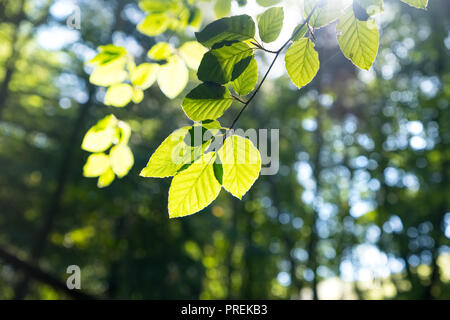 Pezzata venuta alla luce del sole attraverso foglie e rami del Peak District woodland Foto Stock