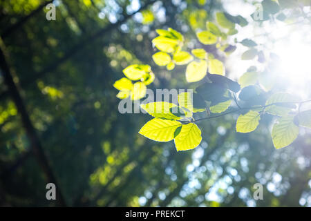 Pezzata venuta alla luce del sole attraverso foglie e rami del Peak District woodland Foto Stock