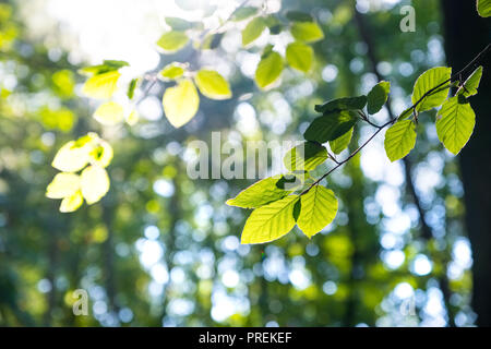 Pezzata venuta alla luce del sole attraverso foglie e rami del Peak District woodland Foto Stock