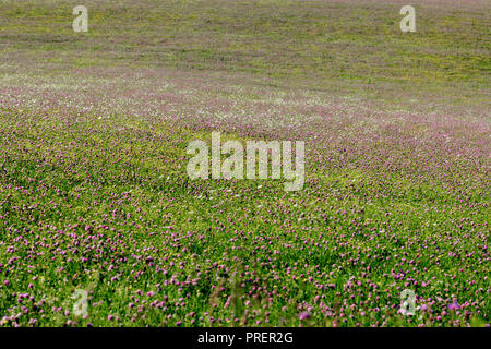 Un campo di trifoglio in agriturismo in Mohawk Valley, Montgomery County, nello Stato di New York. Foto Stock