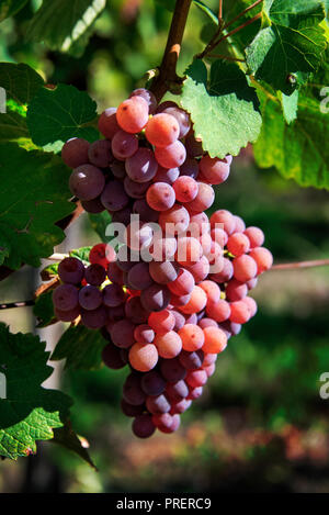 Violetta uva appeso sulla vite. L'Alsazia, vigneti. Foto Stock