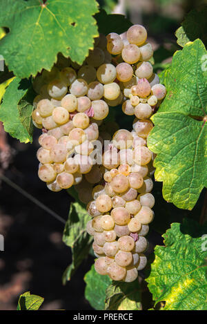 Il Gewurztraminer Bianco di uve da vino pronto per essere raccolto, Colmar, Alsazia Foto Stock