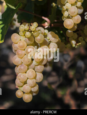 Il Gewurztraminer Bianco di uve da vino pronto per essere raccolto, Colmar, Alsazia Foto Stock