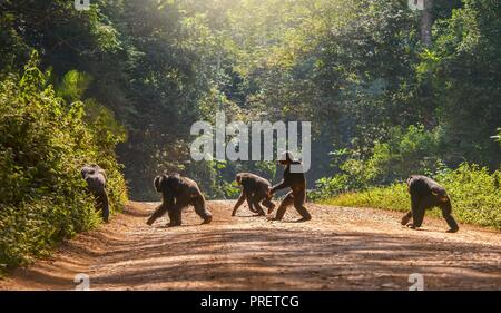 Interessante il comportamento di animali con un maschio di scimpanzé montante a piedi, come un essere umano, attraverso una strada sterrata. Gli altri quattro scimpanzé sono in movimento nel consueto w Foto Stock