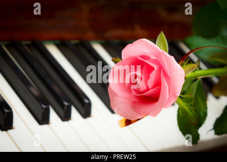 Rosa rosa e tastiera di pianoforte in sottofondo. Messa a fuoco selettiva su rose Foto Stock
