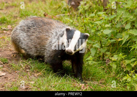 Wild badgers europea (Meles meles) alimentazione al di fuori il den/impostato su una serata estiva presso il National Trust Dinefwr estate in West Wales UK Foto Stock