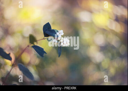 Symphoricarpos albus, neve bacche, rametto con frutta bianca nel giardino. Il miele Foto Stock