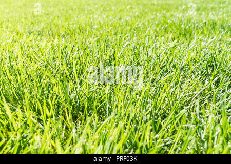 Campo verde con erba fresca, vista dalla prospettiva di close-up Foto Stock