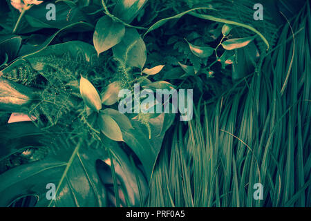 Vari verde scuro foglie tropicali e piante vista superiore Foto Stock