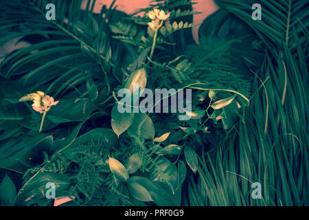 Vari verde scuro foglie tropicali e piante vista superiore Foto Stock
