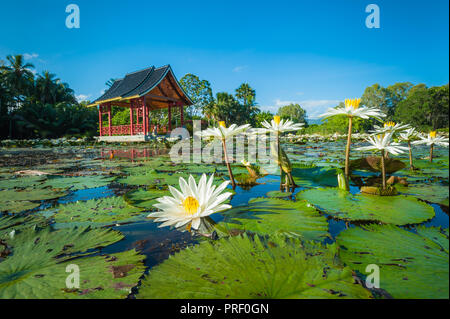 Acqua lillies e lilly pad con la pagoda cinese in background del parco pubblico a Laghi Centenari in Cairns, Queensland. Foto Stock