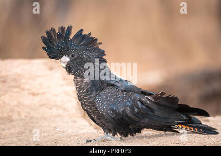 Diffidare di predatori una femmina rosso-coda nera cacatua timidamente si avvicina a un'outback australiano waterhole. Foto Stock