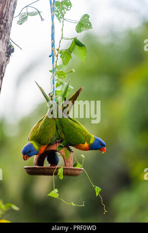 Tre lorkeets arcobaleno condividono i semi in un alimentatore di uccelli durante le condizioni di siccità a Townsville, Queensland del Nord in Australia. Foto Stock