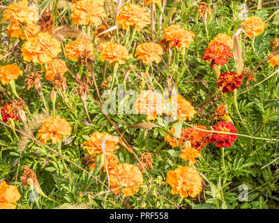 Fiori e piante nel vigneto biologico Les Granges vicino Fenis nella Valle d'Aosta Regione Nord-Ovest Italia Foto Stock